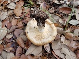 Lactarius psammicola image