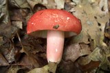 Russula tenuiceps image