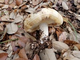 Lactarius psammicola image