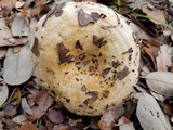 Lactarius psammicola image