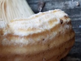 Lactarius psammicola image
