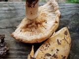 Lactarius psammicola image