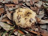 Lactarius psammicola image