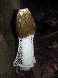 Phallus indusiatus image