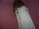 Phallus indusiatus image