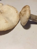 Melanoleuca verrucipes image