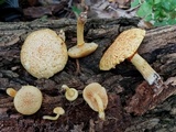 Gymnopilus rufosquamulosus image