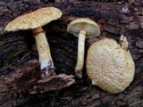 Gymnopilus rufosquamulosus image