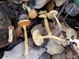 Gymnopilus rufosquamulosus image