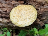 Gymnopilus rufosquamulosus image