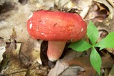 Russula tenuiceps image