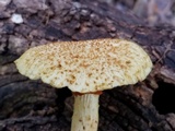 Gymnopilus rufosquamulosus image
