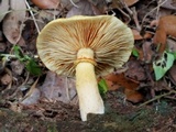 Gymnopilus rufosquamulosus image