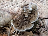 Hexagonia hydnoides image