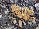 Cantharellus lewisii image