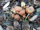Cantharellus lewisii image