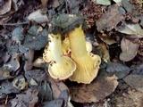 Cantharellus lewisii image