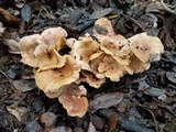 Cantharellus lewisii image