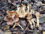 Cantharellus lewisii image