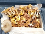 Cantharellus lewisii image