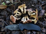 Cantharellus lewisii image