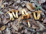 Cantharellus lewisii image