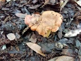 Cantharellus lewisii image