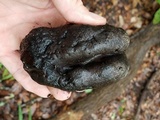 Xylaria poitei image