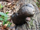 Xylaria poitei image