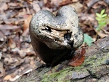 Xylaria poitei image