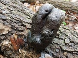 Xylaria poitei image
