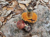 Suillellus hypocarycinus image