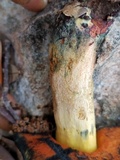 Suillellus hypocarycinus image