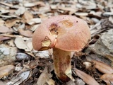 Suillellus hypocarycinus image