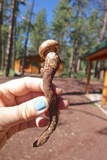 Neolentinus ponderosus image
