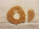 Rhodocybe gemina image