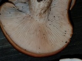 Rhodocybe gemina image