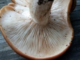 Rhodocybe gemina image