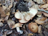 Rhodocybe gemina image