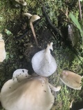 Pleurotus djamor image