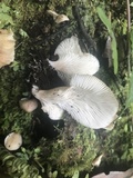 Pleurotus djamor image