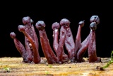 Ascocoryne trichophora image