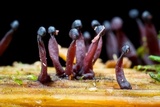 Ascocoryne trichophora image