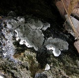 Kretzschmaria deusta image