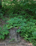 Kretzschmaria deusta image