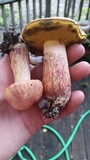 Boletus patrioticus image