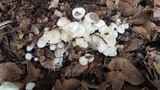 Clitocybula abundans image