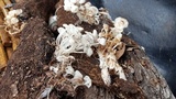 Clitocybula abundans image