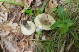Russula ochroleucoides image