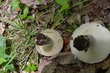 Russula ochroleucoides image